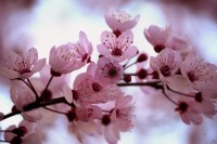 cherry-blossom-spring-flowers-desktop-hd-wallpaper