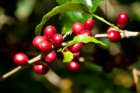 coffee berry
