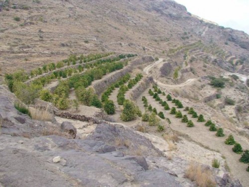 Террасы на которых выращивают кофе в Йемене